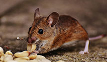 24 Hour & Emergency Exterminators in North Hills, WV